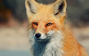 orange Fox