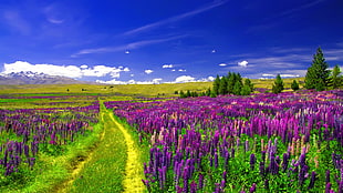lavender field illustration