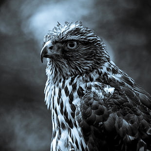 gray scale photography of eagle