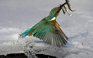 green bird eating fish