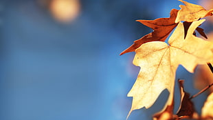 brown withered leaf, leaves