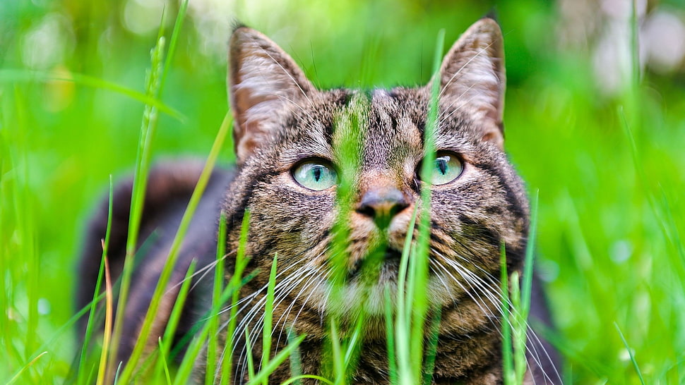brown and black cat on green grass HD wallpaper