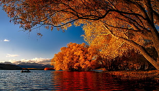 orange leaf trees beside body of water