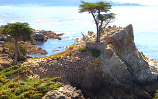 brown cliff, nature, landscape, sea HD wallpaper