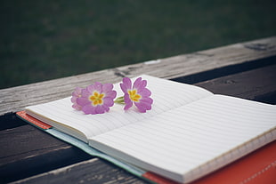 pink petaled flowers above ruled paper