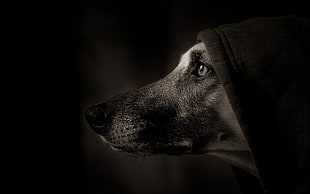 grayscale photo of dog with hoodie