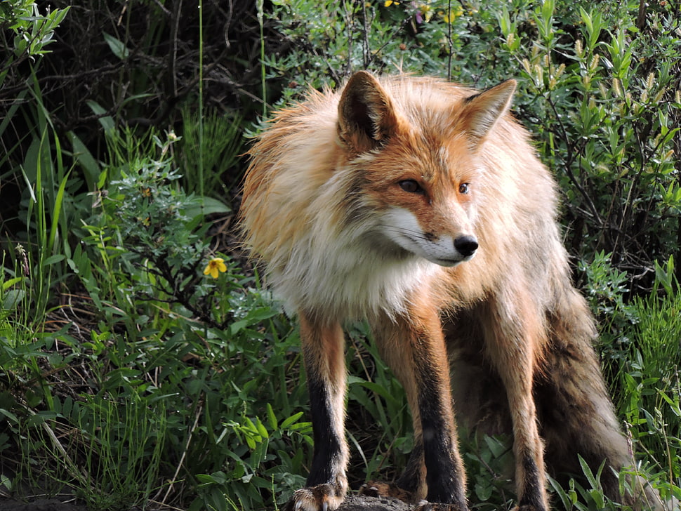 red fox, fox, animals HD wallpaper