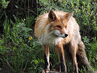 red fox, fox, animals