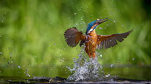 nature, animals, birds, kingfisher HD wallpaper