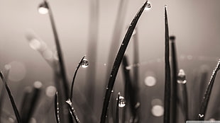 green leafed plant, nature, macro, water drops, sepia