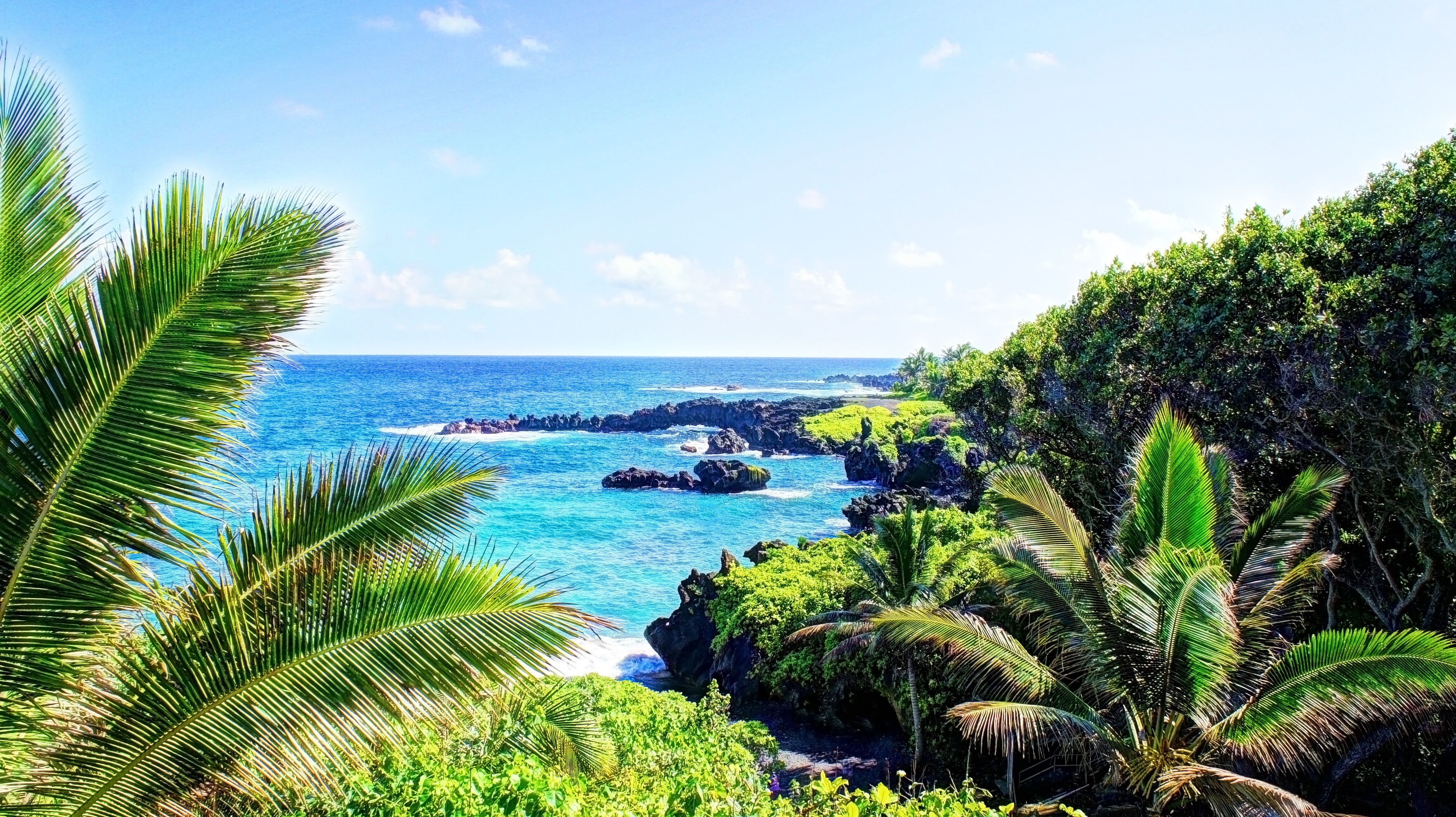 green coconut trees, tropical water, tropical forest, Hawaii, isle of Maui