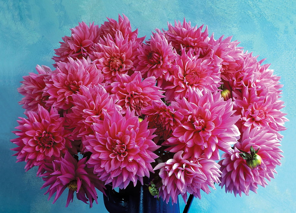 pink Dahlia flowers centerpiece HD wallpaper