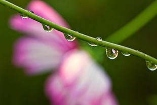 selective and macro photography of green stem with water dew about to drop HD wallpaper