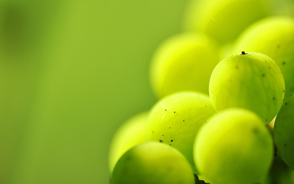 close-up photo of round green fruit HD wallpaper