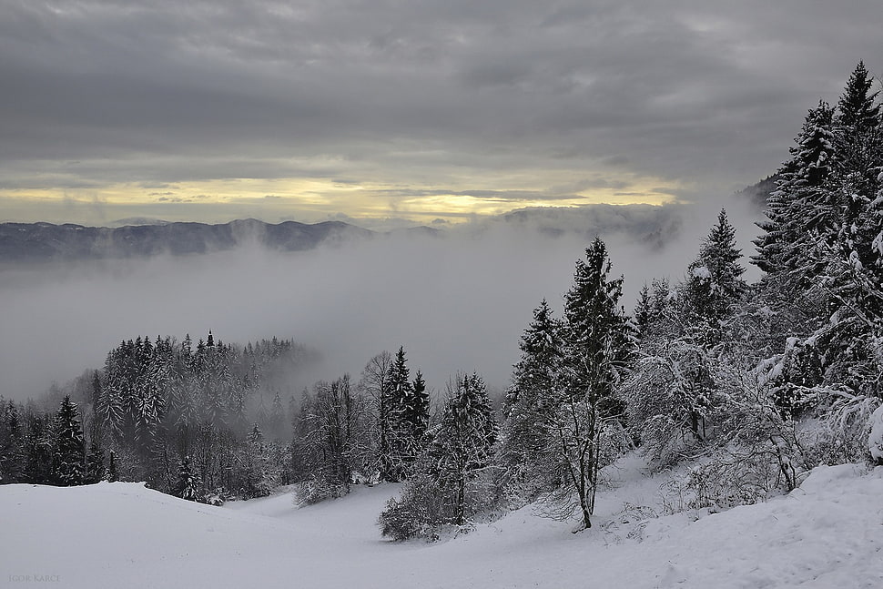 pine trees covered with snow, trees, landscape, forest HD wallpaper