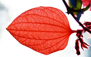 oblate red leaf HD wallpaper