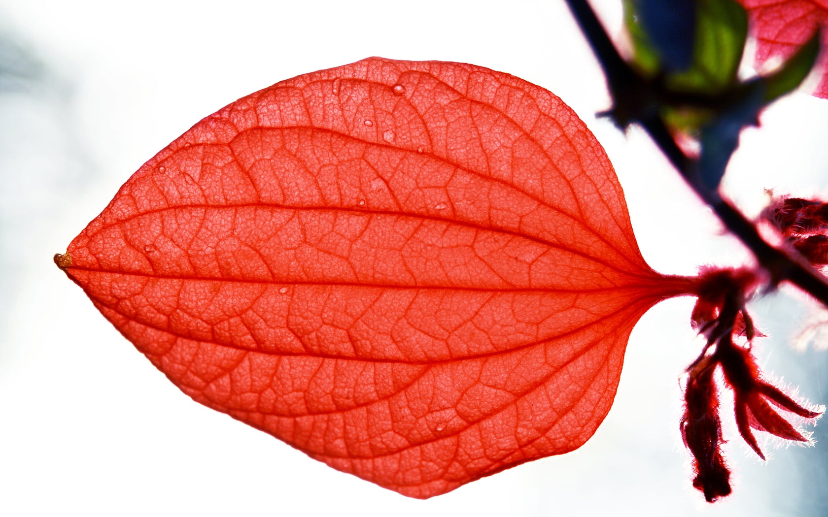 Oblate Red Leaf Hd Wallpaper Wallpaper Flare