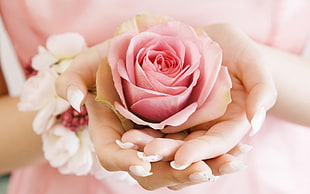 white and pink flower bouquet, rose
