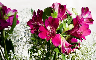 pink Peruvian lilies and Baby's Breath flower bouquet HD wallpaper