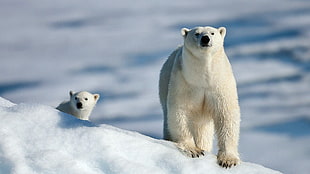 polar bear and young bear, polar bears, animals, snow, cubs HD wallpaper