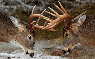 two deer buck fighting
