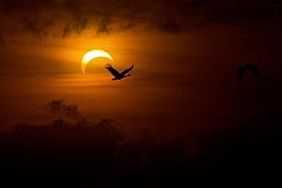 silhouette photography of black bird against crescent moon HD wallpaper