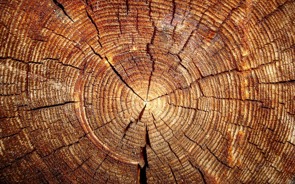 brown slab, nature, HDR, trees HD wallpaper