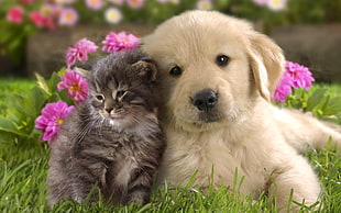 Golden Retriever puppy with tabby kitten
