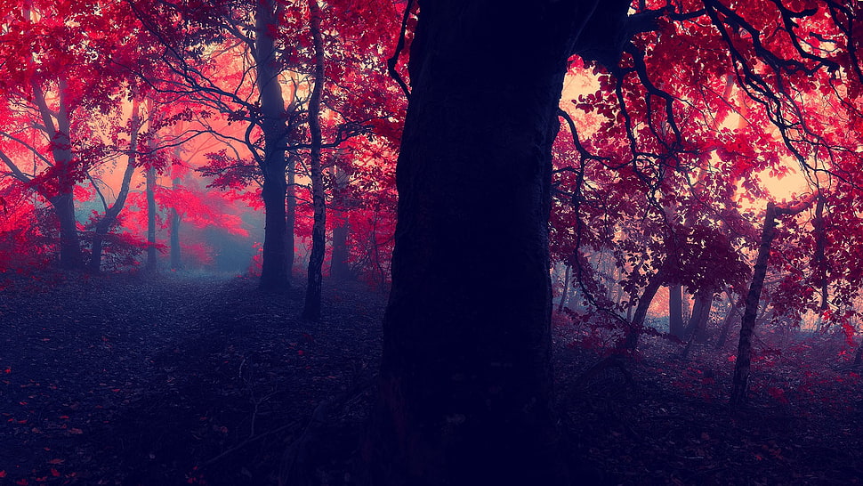 landscape photography of trees HD wallpaper