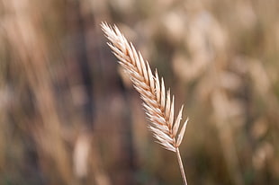 selective focus photography of a wheat HD wallpaper
