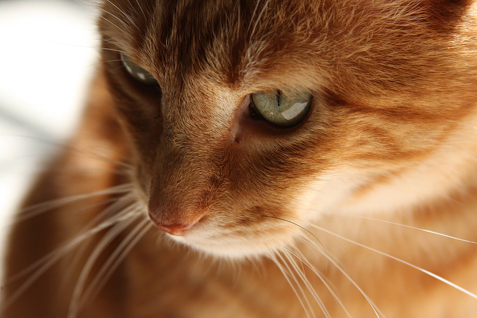 orange tabby cat HD wallpaper