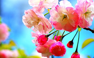 pink-and-white flowers, flowers
