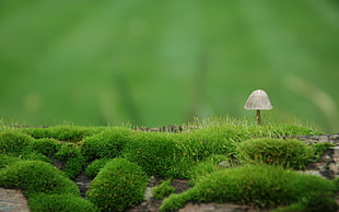 selective focus photography of white mushroom