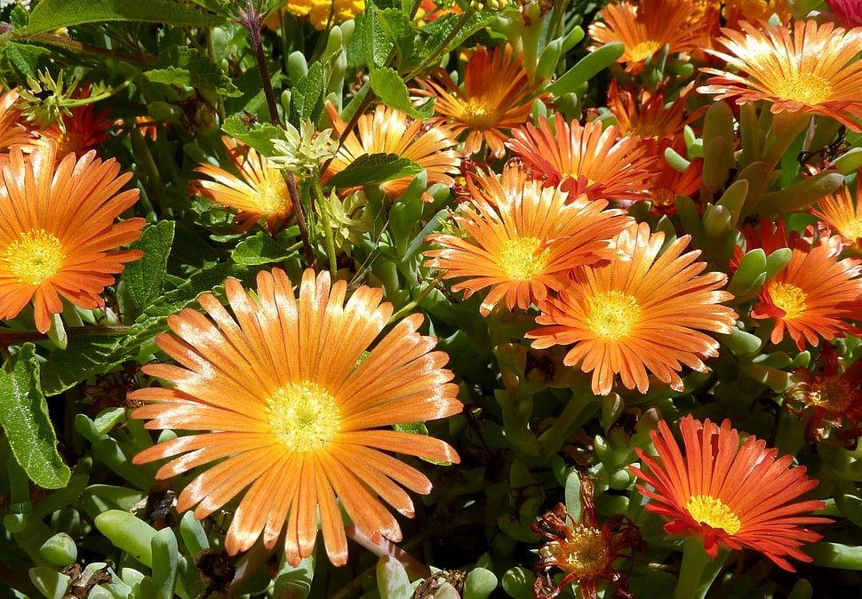 orange petaled flowers HD wallpaper