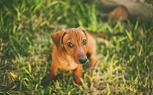 smooth-coated tan dachshund puppy on grass field