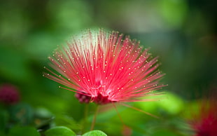 shallow focus of pink flower