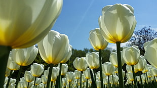 aerial view of white tulip flowers HD wallpaper