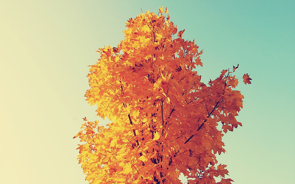 yellow leafed tree HD wallpaper