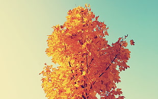 yellow leafed tree