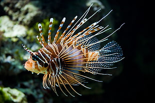 brown and white lion fish, lionfish, fish
