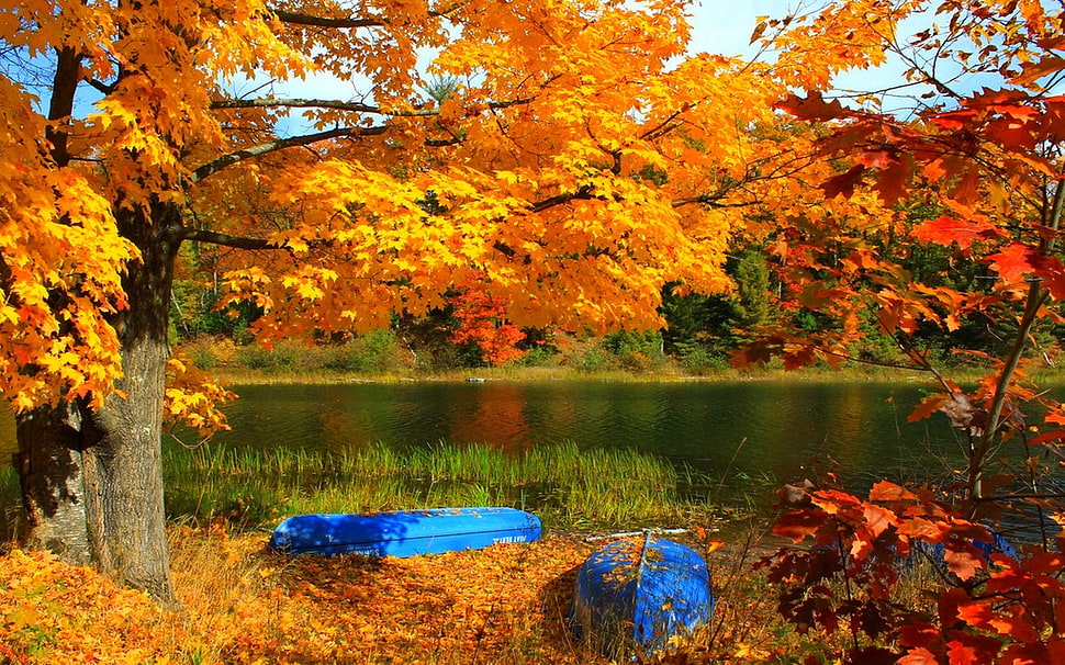 two blue canoes, lake, boat, trees, fall HD wallpaper
