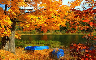 two blue canoes, lake, boat, trees, fall