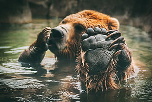 brown grizzly bear, animals, bears, bathing, mammals
