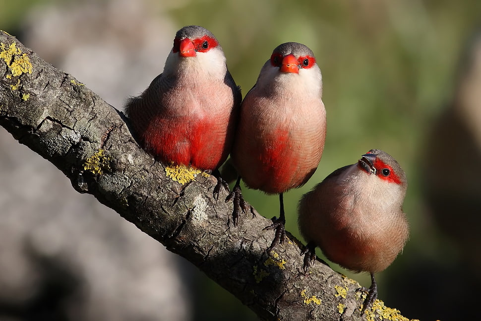 three white, red, and gray birds HD wallpaper