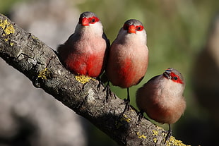 three white, red, and gray birds