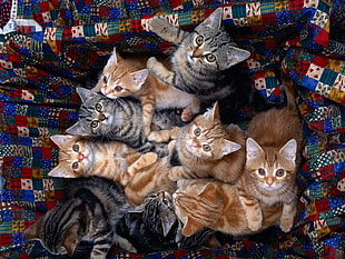 group of orange and brown Tabby kitten