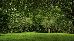 landscape photography of green foliage trees with grass