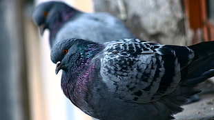 selective focus of gray pigeon