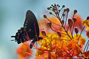 black butterfly in yellow flower, swallowtail HD wallpaper