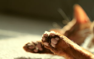 brown cat paw